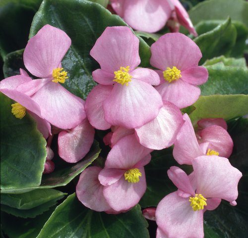 Begonia (Semp) Prelude Pink 7cm