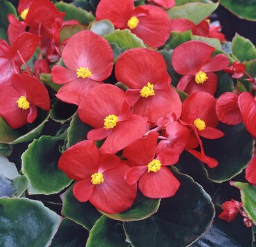 Begonia (Semp) Prelude Scarlet 7cm