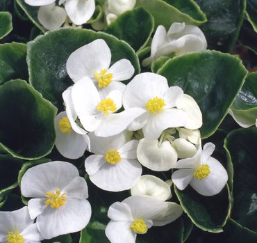 Begonia (Semp) Prelude White 7cm