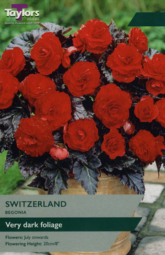 Begonia Switzerland