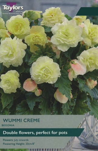 Begonia Wummi Creme