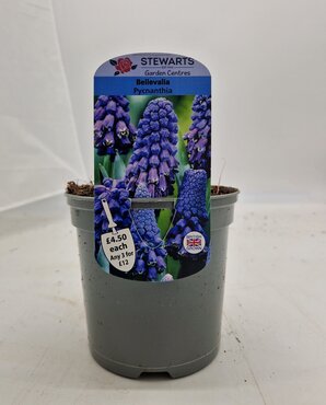 Bellevalia Pycnanthia Potted Bulb 1L