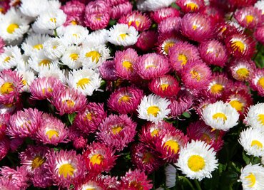 Bellis 2 Litre