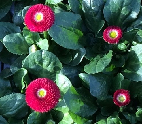 Bellis Red Six Pack