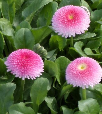 Bellis Rose Six Pack