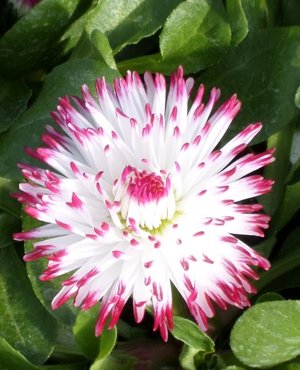 Bellis White Red Tip Six Pack