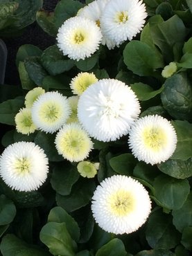 Bellis White Six Pack