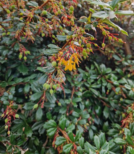 Berberis Darwinii Compactum 3 Litre