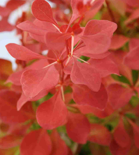 Berberis Neon Desperado 2 Litre