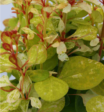 Berberis Neon Gold 2 Litre