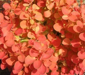 Berberis Orange Ice 2 Litre