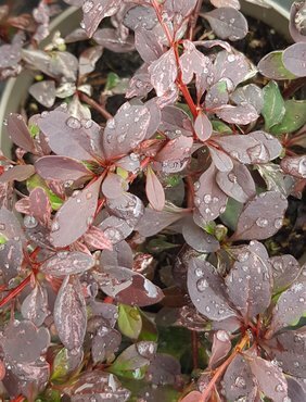 Berberis Rose Glow 3 Litre