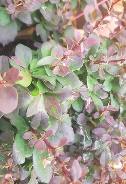 Berberis Thunbergii Concorde 3 litre