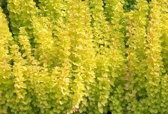 Berberis Thunbergii Golden Rocket 3 Litre