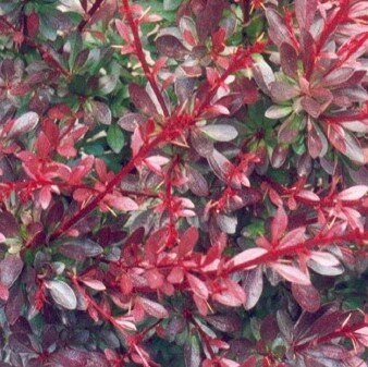 Berberis Thunbergii Red Chief 3 Litre