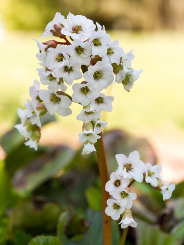 Bergenia Diamond Drops 2 Litre