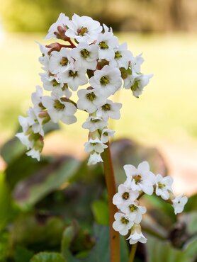 Bergenia Diamond Drops 2 Litre