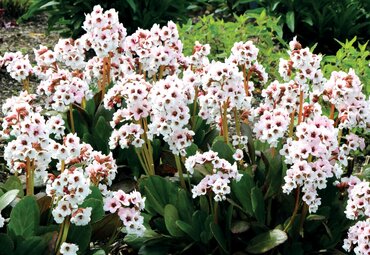 Bergenia Dragonfly Angel Kiss 2 Litre