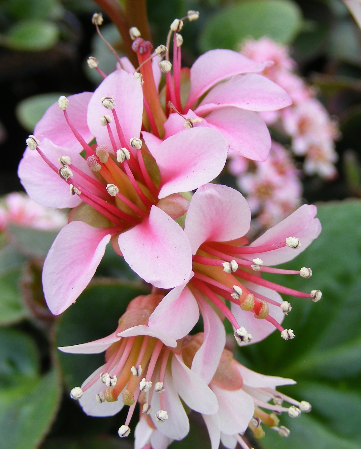 Bergenia - Dumbo