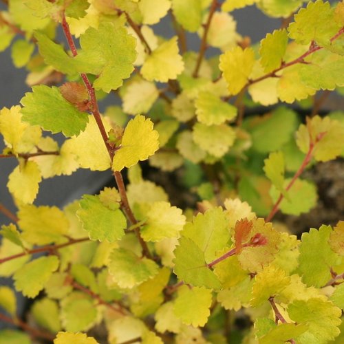 Betula Golden Treasure 4.6 Litre