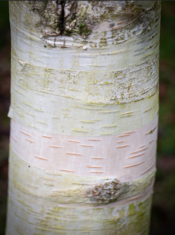 Betula Moonbeam 12 Litre