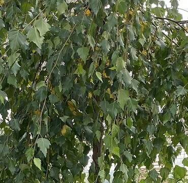 Betula pendula 12 Litre