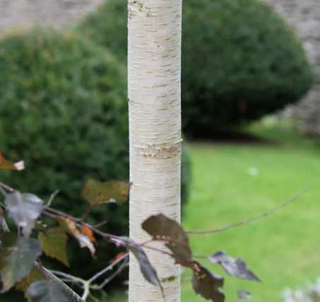 Betula Royal Frost 12 Litre - image 2