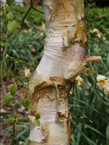 Betula Spider Alley 12 Litre