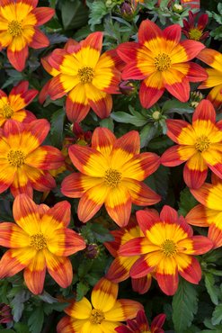 Bidens Blazing Fire Plug