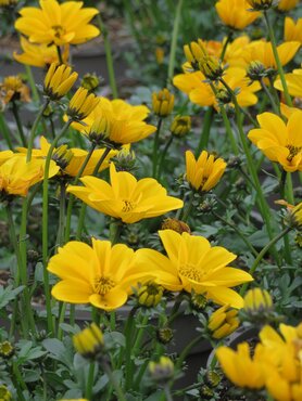 Bidens Efraims Gold 2 Litre