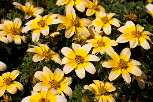 Bidens Golden Eye Plug