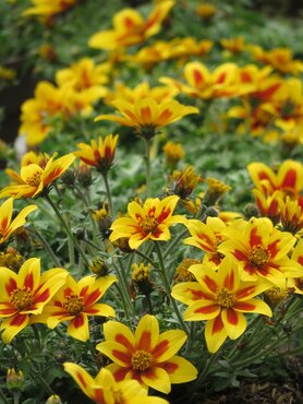 Bidens Taka Tuka Yellow Red Star 2 Litre