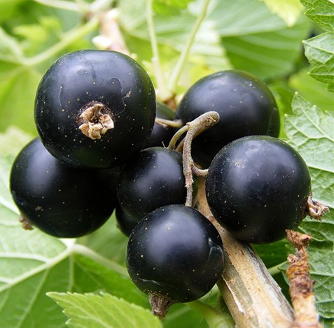 Blackcurrant Big Ben 3 litre