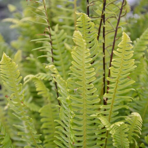 Blechnum Spicant 1 Litre