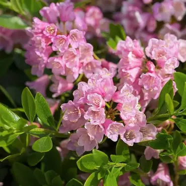 Bloombux Bush Magenta 2L - image 1