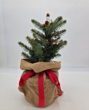 Blue Spruce (Natural) Pot Grown 40/50cm