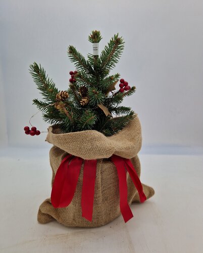 Blue Spruce (Red Decorated) Pot Grown 40/50cm