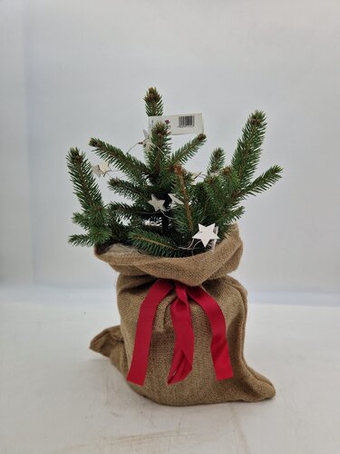 Blue Spruce (White Decorated) Premium Pot Grown 40/50cm