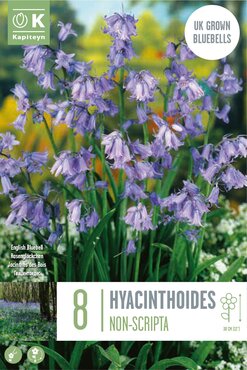 Bluebells (Hyacinthoides Non-Scripta) Fragrant x 8