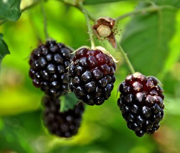 Boysenberry 3 litre