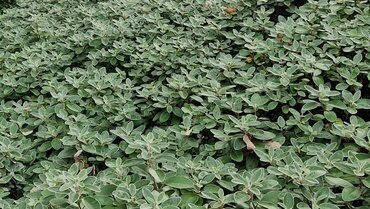 Brachyglottis Drysdale 2.5 Litre - image 1