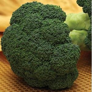 Brocolli 6 Pack