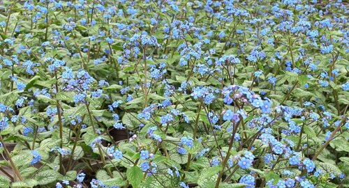 Brunnera Jack Frost 2 Litre