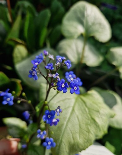 Brunnera Looking Glass 2 Litre