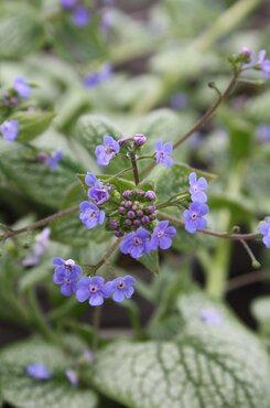 Brunnera Sea Heart 2 Litre