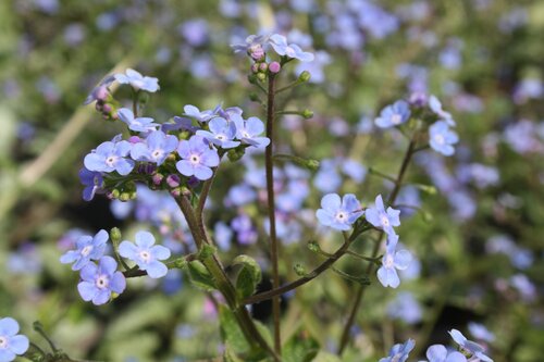 Brunnera Silver Heart 2 Litre