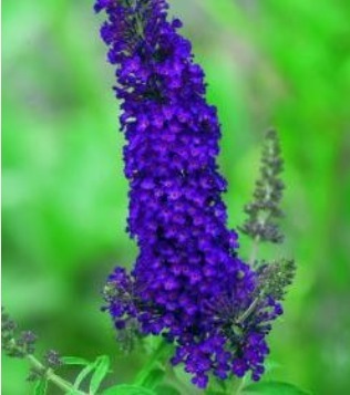 Buddleja Black Kinight 3 litre