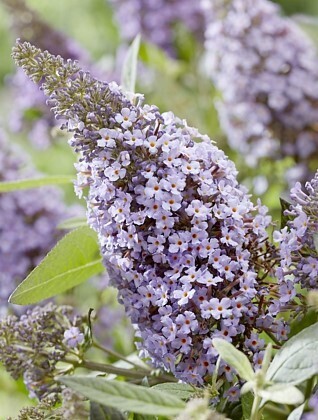 Buddleja Butterfly Candy Lila Sweetheart 3 Litre