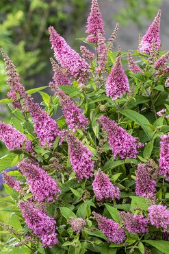 Buddleja Butterfly Candy Little Pink 3 Litre