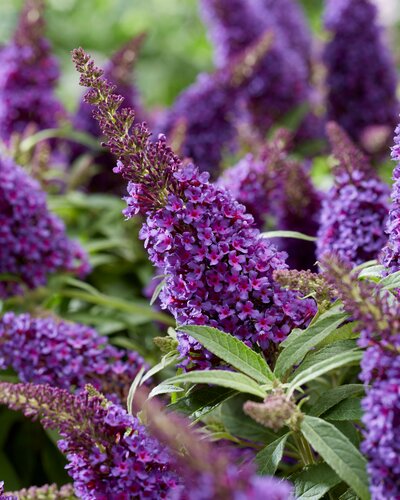 Buddleja Butterfly Candy Little Purple 3 Litre